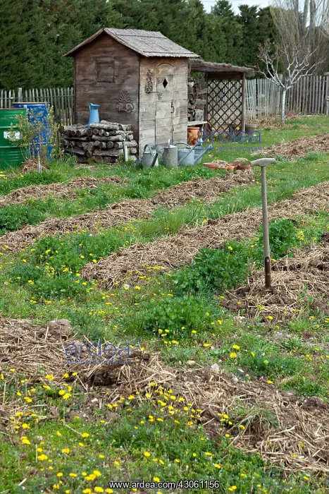 : Horse manuring in a kitchen garden garden : Horse manuring in a kitchen garden garden