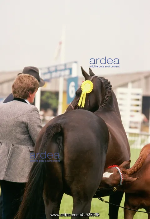  : Horse - mare and foal at show
