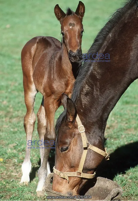 : HORSE - MARE AND FOAL : HORSE - MARE AND FOAL