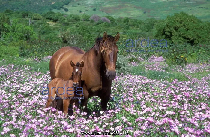 : HORSE - mare with foal in flowery spring meadow : HORSE - mare with foal in flowery spring meadow