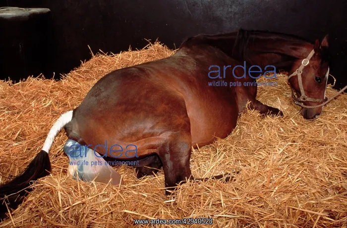  : Horse - mare giving birth to foal