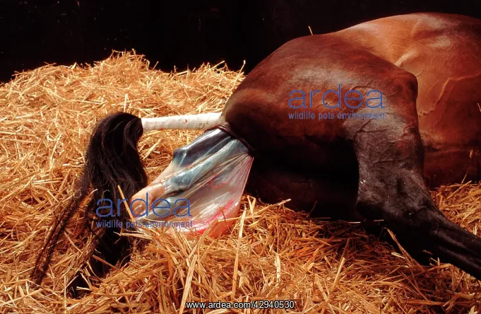  : Horse - mare giving birth to foal
