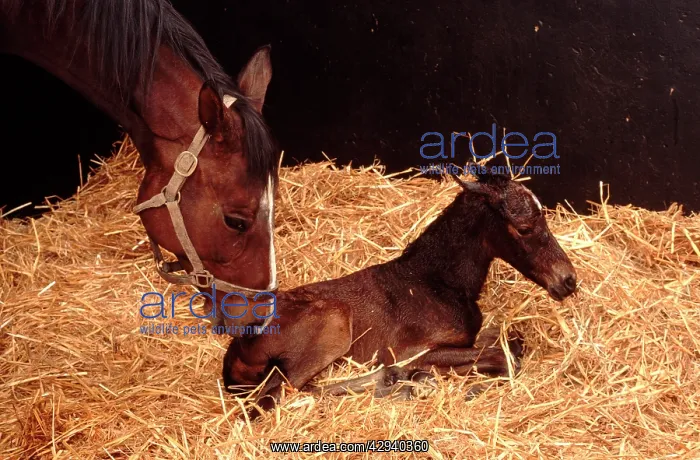 : Horse - mare & newborn foal : Horse - mare & newborn foal