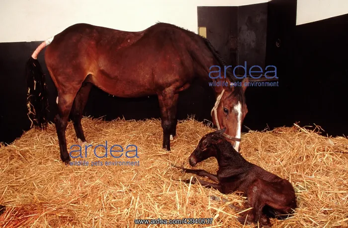 : Horse - mare & newborn foal : Horse - mare & newborn foal