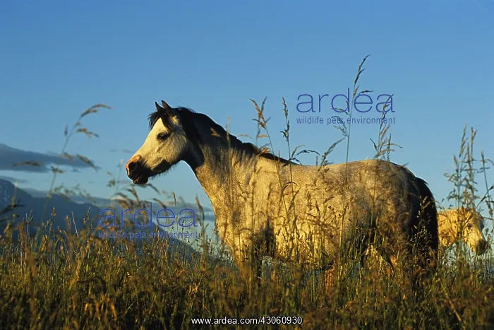 : Horse in a meadow at sunset Kaikoura Bay South Island : Horse in a meadow at sunset Kaikoura Bay South Island
