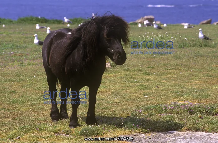 : Horse Merens on Loc'h Island Glenan : Horse Merens on Loc'h Island Glenan