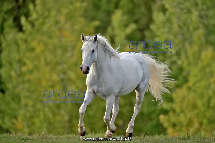: Horse Missouri Foxtrotter mare cantering in meadow in autumn : Horse Missouri Foxtrotter mare cantering in meadow in autumn