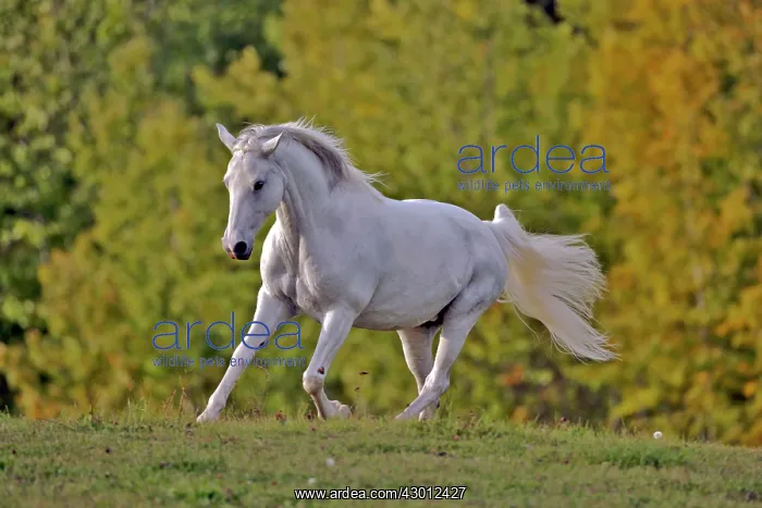  : Horse Missouri Foxtrotter mare cantering in meadow in autumn