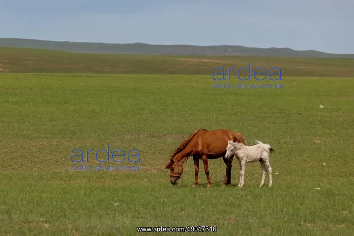  : Horse in Mongolia