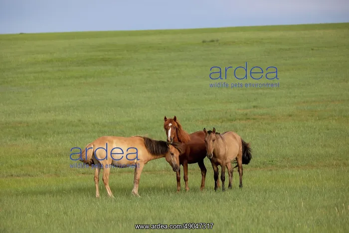 : Horse in Mongolia : Horse in Mongolia