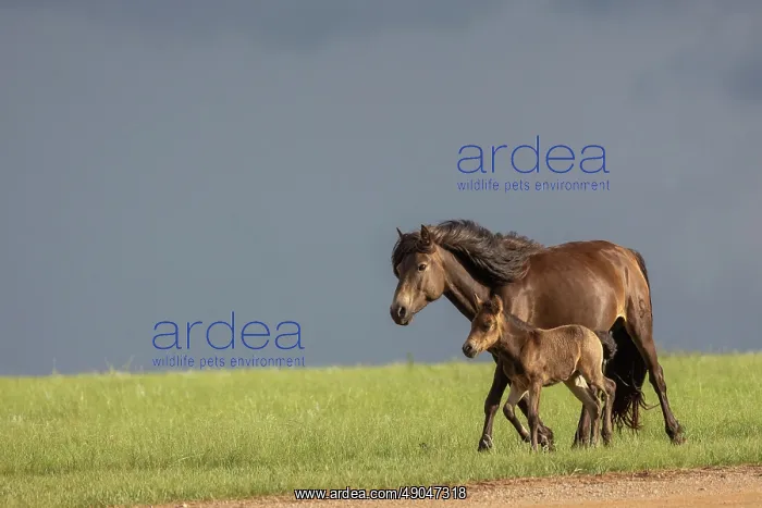 : Horse in Mongolia : Horse in Mongolia