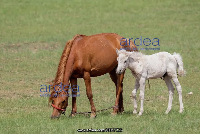 : Horse in Mongolia : Horse in Mongolia