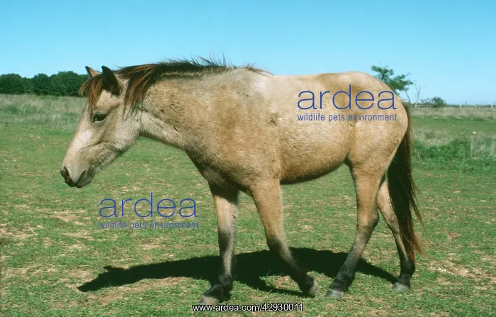  : Horse - Mongolian Pony