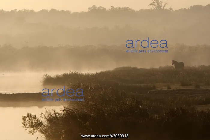 : Horse in Morning Mist Teich ornithological park France : Horse in Morning Mist Teich ornithological park France