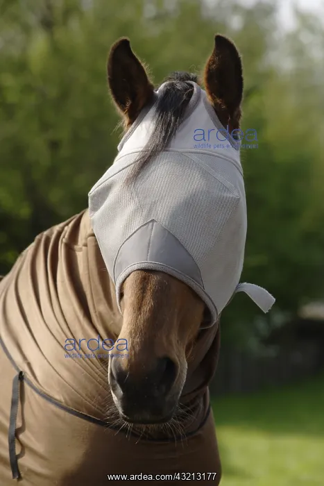 : Horse with mosquito net over its eyes Netherlands : Horse with mosquito net over its eyes Netherlands