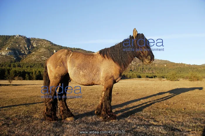 : Horse - Mulassier du Poitou : Horse - Mulassier du Poitou