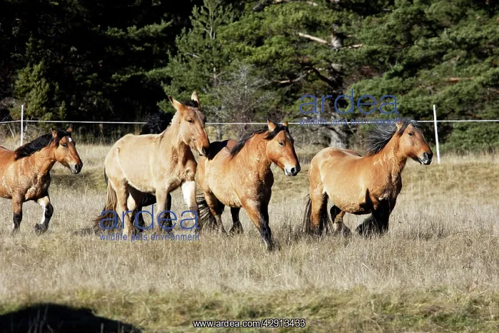: Horse - Mulassier du Poitou : Horse - Mulassier du Poitou