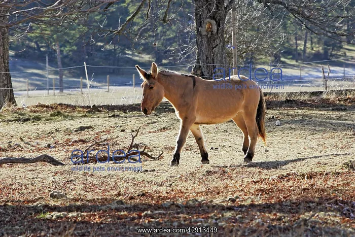 : Horse - Mulassier du Poitou : Horse - Mulassier du Poitou