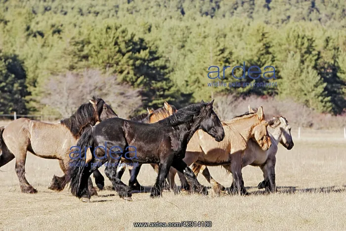 : Horse - Mulassier du Poitou : Horse - Mulassier du Poitou