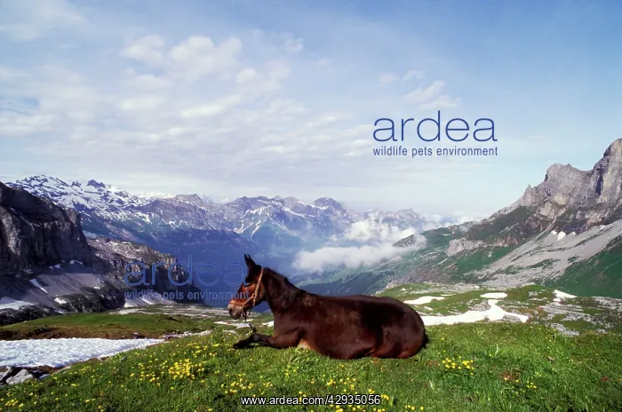 : Horse - Mule lying down in alpine meadow about : Horse - Mule lying down in alpine meadow about