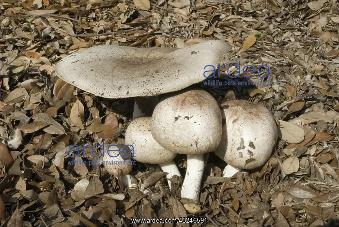 : Horse mushroom, Agaricus arvensis : Horse mushroom, Agaricus arvensis
