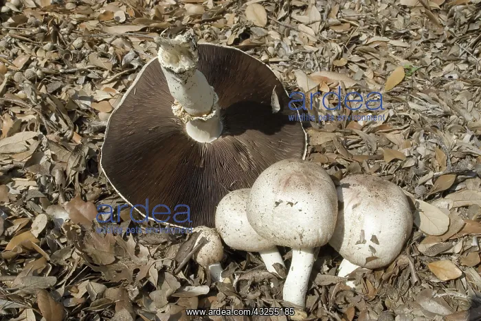 : Horse mushroom, Agaricus arvensis : Horse mushroom, Agaricus arvensis