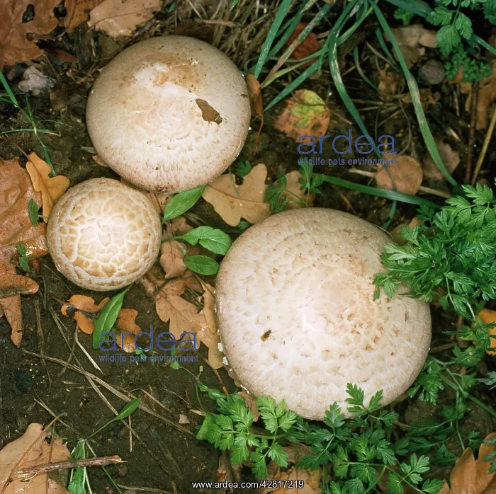 : Horse Mushroom Fungus : Horse Mushroom Fungus
