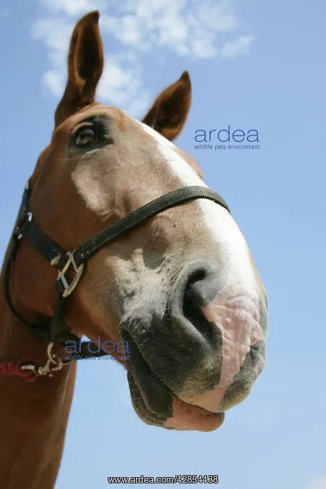  : Horse. Muzzle and nostril