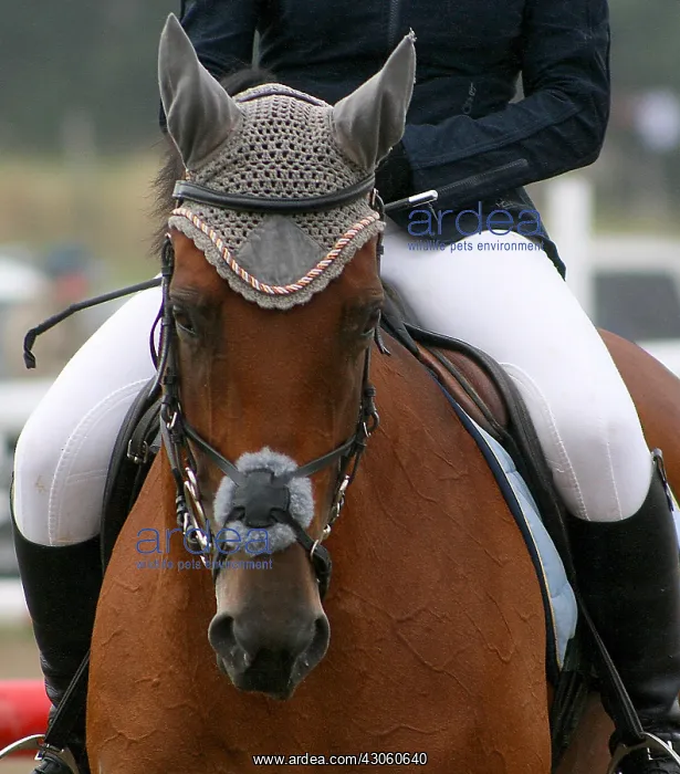 : Horse to Nasbinals in Lozere : Horse to Nasbinals in Lozere