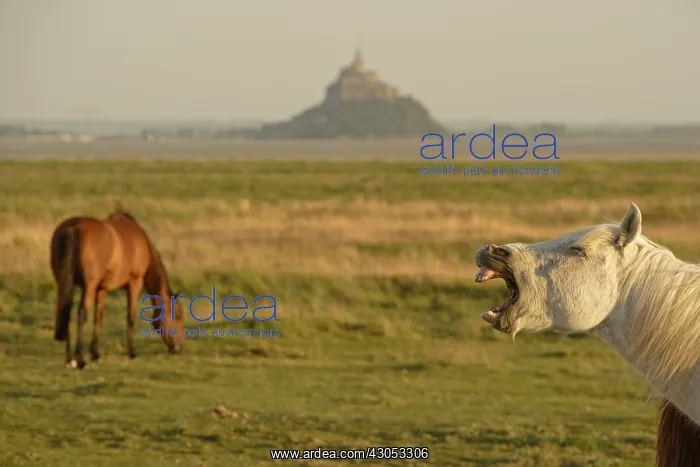 : Horse neigning in the bay of Mont Saint-Michel Manche : Horse neigning in the bay of Mont Saint-Michel Manche