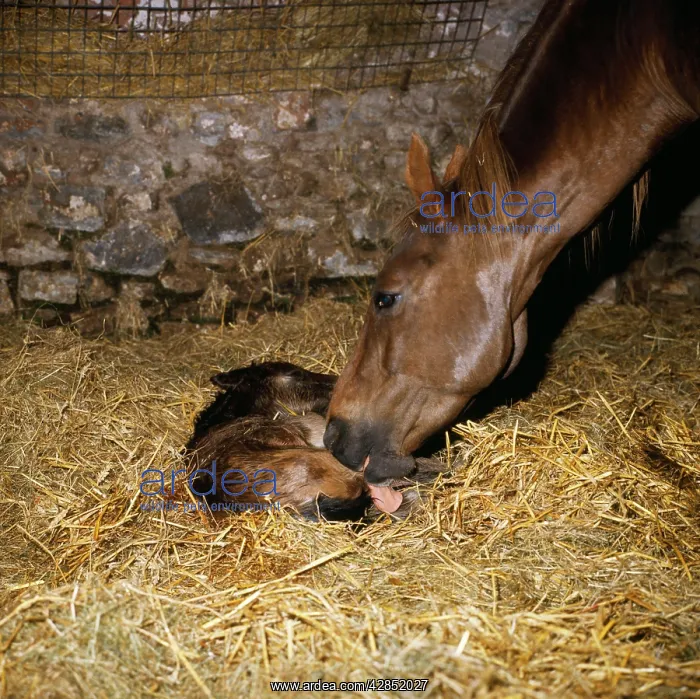  : Horse - new born thoroughbred foal