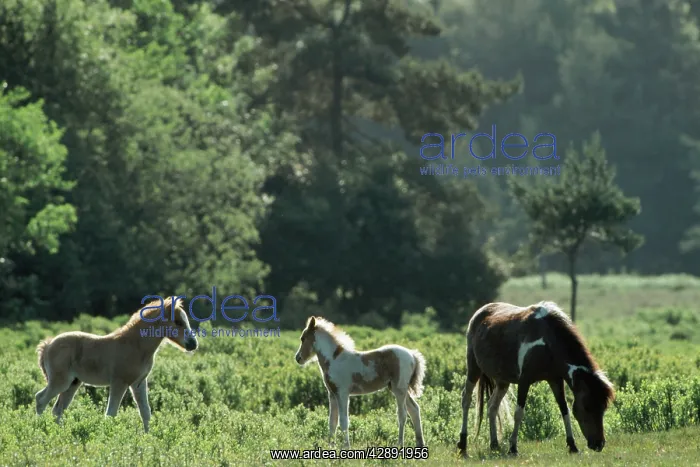 : HORSE - New Forest ponies grazing : HORSE - New Forest ponies grazing