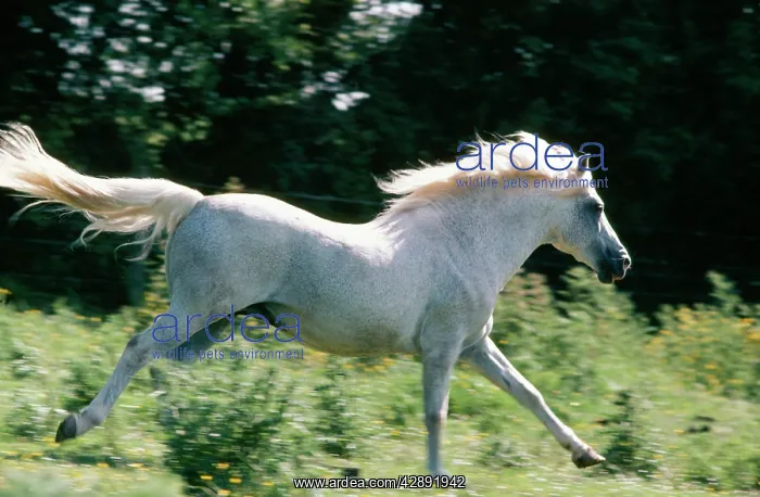 : HORSE - New Forest Pony : HORSE - New Forest Pony