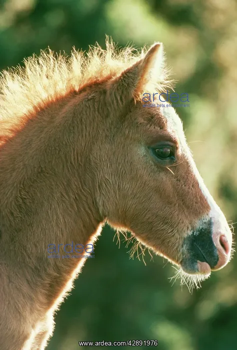  : HORSE - New Forest pony. Foal