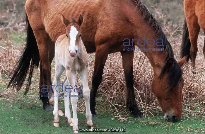 : HORSE - New Forest Pony and foal : HORSE - New Forest Pony and foal