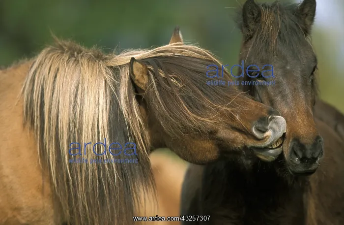 : Horse - two nuzzling : Horse - two nuzzling