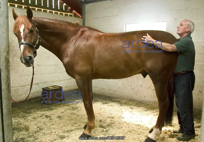 : Horse Osteopath manipulating hind-quarters : Horse Osteopath manipulating hind-quarters