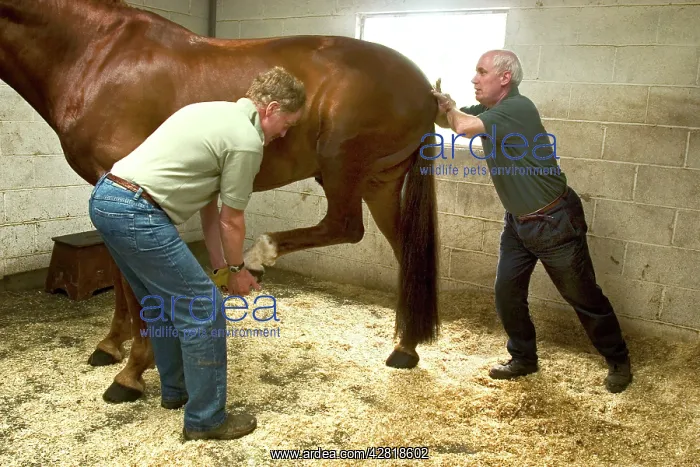 : Horse Osteopath massaging hind quarters of horse with owner : Horse Osteopath massaging hind quarters of horse with owner