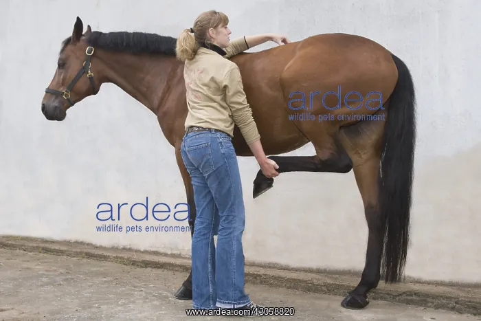  : Horse osteopathy for a French saddle horse