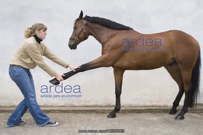 : Horse osteopathy for a French saddle horse : Horse osteopathy for a French saddle horse