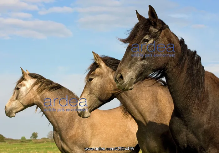  : Horse - three outside