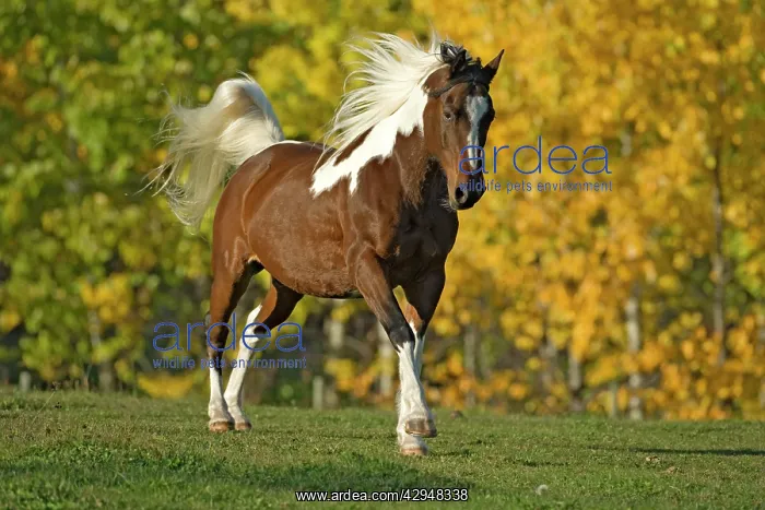 : Horse - Paint Gelding cantering on meadow : Horse - Paint Gelding cantering on meadow
