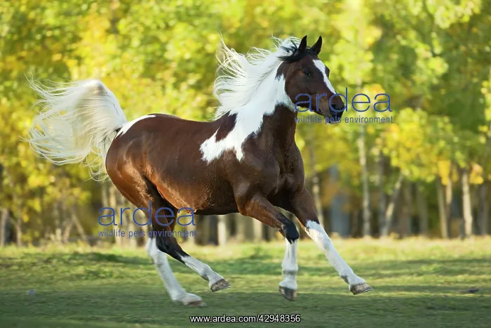 : Horse - Paint Gelding cantering on meadow with : Horse - Paint Gelding cantering on meadow with