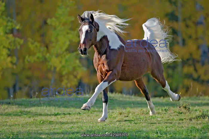 : Horse - Paint Gelding galloping on meadow with : Horse - Paint Gelding galloping on meadow with