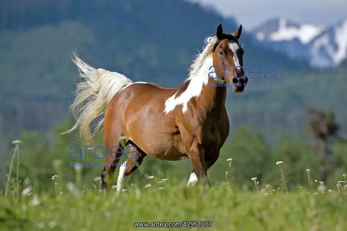 : Horse - Paint Gelding galloping on meadow : Horse - Paint Gelding galloping on meadow