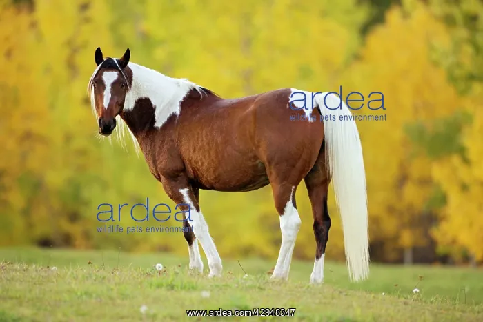  : Horse - Paint Gelding in meadow, trees in autumn colors