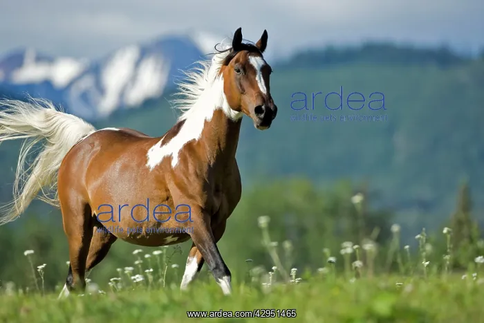  : Horse - Paint Gelding trotting on meadow
