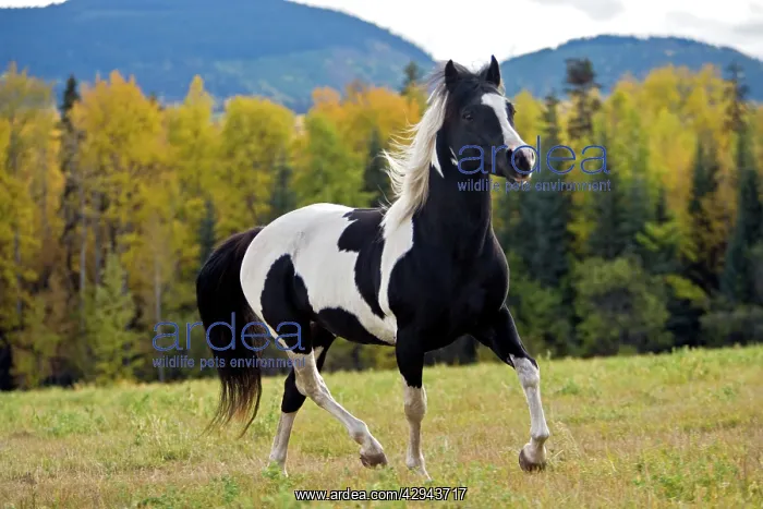 : Horse - Paint Stallion running, portrait : Horse - Paint Stallion running, portrait