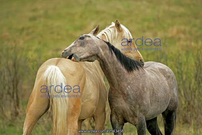 : Horse - Palomino and Appaloosa grooming each other : Horse - Palomino and Appaloosa grooming each other