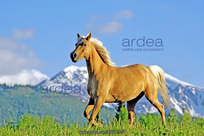  : Horse Palomino Arabian mare trotting in meadow in